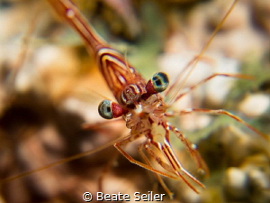 Shrimp by Beate Seiler 